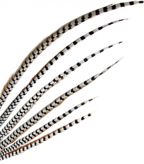 Königsfasanfeder, natur 039-39/100